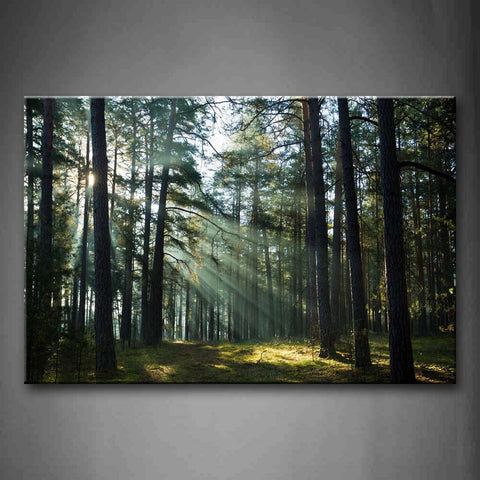 Wall Art Pictures Sunshine Forest