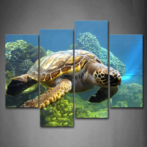 Wall Art Pictures Turtle Bottom Sea